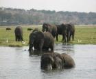 Ομάδα των ελεφάντων σε μια λίμνη της σαβάνας